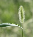 green-foxtail